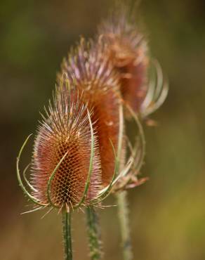 Fotografia 9 da espécie Dipsacus fullonum no Jardim Botânico UTAD