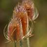 Fotografia 9 da espécie Dipsacus fullonum do Jardim Botânico UTAD