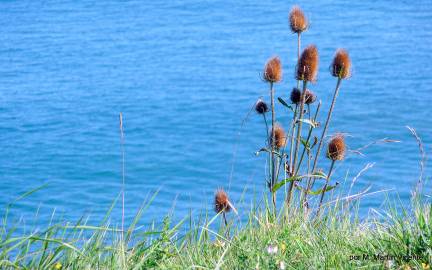 Fotografia da espécie Dipsacus fullonum