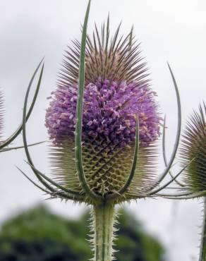 Fotografia 11 da espécie Dipsacus fullonum no Jardim Botânico UTAD