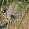 Fotografia 12 da espécie Dipsacus fullonum do Jardim Botânico UTAD