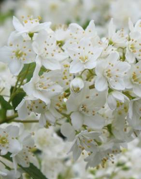 Fotografia 1 da espécie Deutzia gracilis no Jardim Botânico UTAD