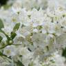 Fotografia 1 da espécie Deutzia gracilis do Jardim Botânico UTAD