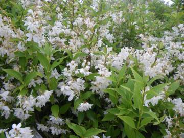 Fotografia da espécie Deutzia gracilis