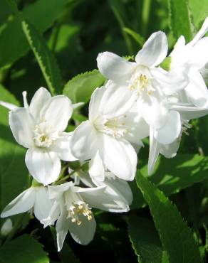 Fotografia 6 da espécie Deutzia gracilis no Jardim Botânico UTAD