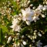 Fotografia 10 da espécie Deutzia gracilis do Jardim Botânico UTAD