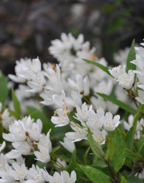 Fotografia 11 da espécie Deutzia gracilis no Jardim Botânico UTAD