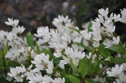 Fotografia da espécie Deutzia gracilis
