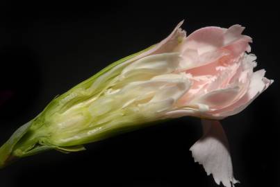 Fotografia da espécie Dianthus caryophyllus