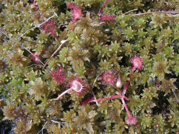 Fotografia da espécie Drosera rotundifolia