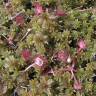 Fotografia 12 da espécie Drosera rotundifolia do Jardim Botânico UTAD