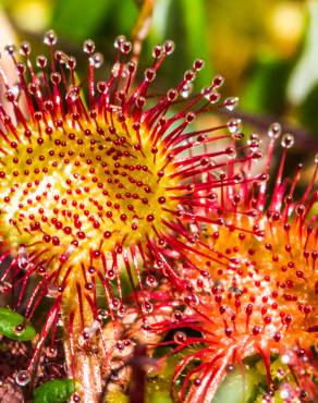 Fotografia 13 da espécie Drosera rotundifolia no Jardim Botânico UTAD