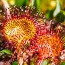 Fotografia 13 da espécie Drosera rotundifolia do Jardim Botânico UTAD