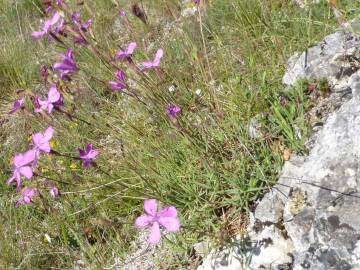 Fotografia da espécie Dianthus caryophyllus