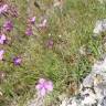 Fotografia 5 da espécie Dianthus caryophyllus do Jardim Botânico UTAD