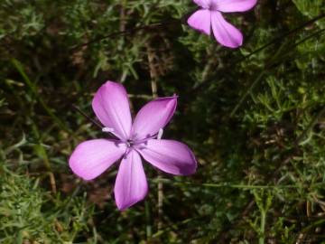 Fotografia da espécie Dianthus caryophyllus