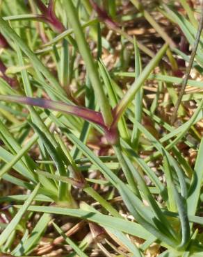 Fotografia 9 da espécie Dianthus caryophyllus no Jardim Botânico UTAD