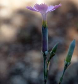 Fotografia da espécie Dianthus caryophyllus