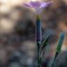 Fotografia 11 da espécie Dianthus caryophyllus do Jardim Botânico UTAD