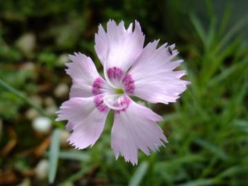 Fotografia da espécie Dianthus caryophyllus