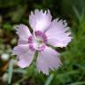 Fotografia 1 da espécie Dianthus caryophyllus do Jardim Botânico UTAD