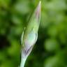 Fotografia 13 da espécie Dianthus caryophyllus do Jardim Botânico UTAD