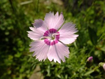 Fotografia da espécie Dianthus caryophyllus