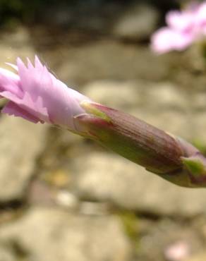 Fotografia 16 da espécie Dianthus caryophyllus no Jardim Botânico UTAD