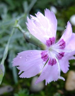 Fotografia 17 da espécie Dianthus caryophyllus no Jardim Botânico UTAD