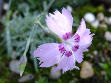 Fotografia da espécie Dianthus caryophyllus