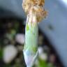 Fotografia 18 da espécie Dianthus caryophyllus do Jardim Botânico UTAD