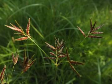 Fotografia da espécie Cyperus longus