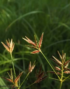 Fotografia 3 da espécie Cyperus longus no Jardim Botânico UTAD