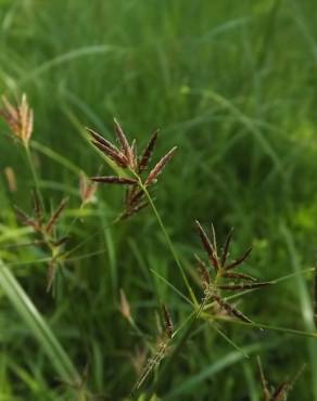 Fotografia 4 da espécie Cyperus longus no Jardim Botânico UTAD