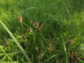 Fotografia da espécie Cyperus longus