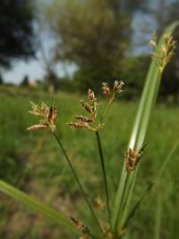 Fotografia da espécie Cyperus longus