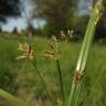 Fotografia 5 da espécie Cyperus longus do Jardim Botânico UTAD