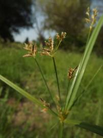 Fotografia da espécie Cyperus longus