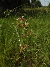 Fotografia da espécie Cyperus longus