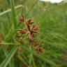 Fotografia 8 da espécie Cyperus longus do Jardim Botânico UTAD