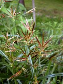 Fotografia da espécie Cyperus longus