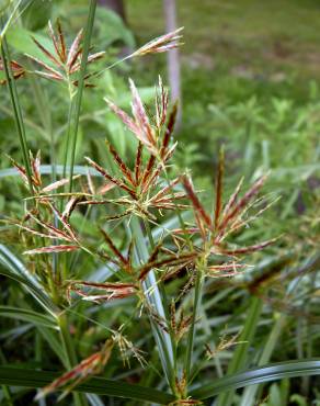 Fotografia 10 da espécie Cyperus longus no Jardim Botânico UTAD