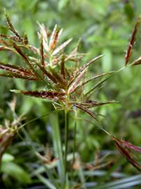 Fotografia da espécie Cyperus longus