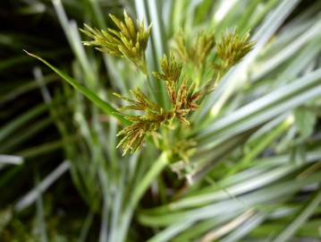 Fotografia da espécie Cyperus longus