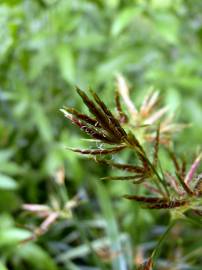 Fotografia da espécie Cyperus longus