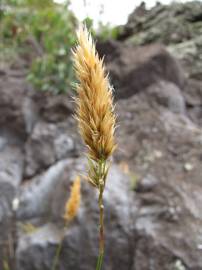 Fotografia da espécie Anthoxanthum odoratum