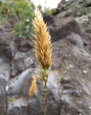 Fotografia 10 da espécie Anthoxanthum odoratum no Jardim Botânico UTAD