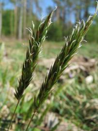 Fotografia da espécie Anthoxanthum odoratum