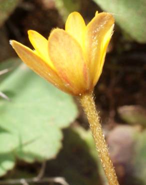 Fotografia 7 da espécie Anemone palmata no Jardim Botânico UTAD