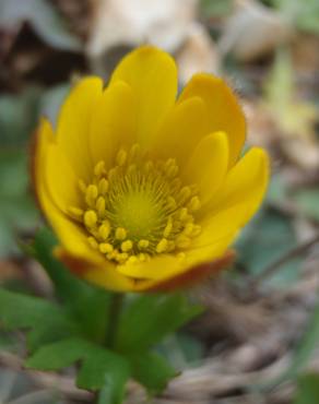 Fotografia 10 da espécie Anemone palmata no Jardim Botânico UTAD